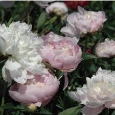 Frances Willard Peony, 3-5 eye - Click Image to Close